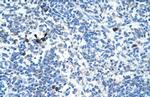 MAFB Antibody in Immunohistochemistry (IHC)