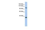 ZEB2 Antibody in Western Blot (WB)