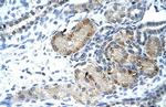 GTF2IRD1 Antibody in Immunohistochemistry (IHC)