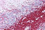 PLP1 Antibody in Immunohistochemistry (IHC)