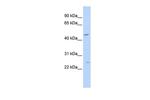 PLP1 Antibody in Western Blot (WB)