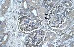 PNLIP Antibody in Immunohistochemistry (IHC)