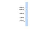 EGR3 Antibody in Western Blot (WB)