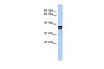 EGR3 Antibody in Western Blot (WB)