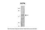 TCP-1 delta Antibody in Western Blot (WB)