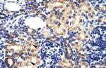 RNF2 Antibody in Immunohistochemistry (IHC)