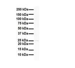 RNF2 Antibody in Western Blot (WB)