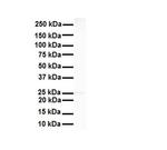 RNF2 Antibody in Western Blot (WB)