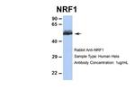 NRF1 Antibody in Western Blot (WB)