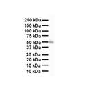 NRF1 Antibody in Western Blot (WB)