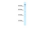 LARP2 Antibody in Western Blot (WB)