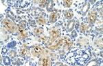 TAF6 Antibody in Immunohistochemistry (IHC)