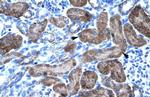 TRIM31 Antibody in Immunohistochemistry (IHC)