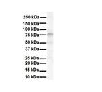 KV3.3 (KCNC3) Antibody in Western Blot (WB)