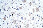 KCNIP1 Antibody in Immunohistochemistry (IHC)