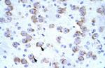 CATSPER2 Antibody in Immunohistochemistry (IHC)