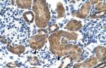 GluR6 Antibody in Immunohistochemistry (IHC)