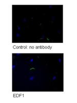 EDF1 Antibody in Immunocytochemistry (ICC/IF)