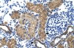 GTF3C5 Antibody in Immunohistochemistry (IHC)