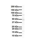 PXR Antibody in Western Blot (WB)