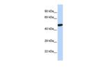 PXR Antibody in Western Blot (WB)