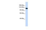 UPF1 Antibody in Western Blot (WB)