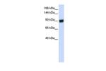 RAD54B Antibody in Western Blot (WB)