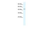 eIF4A3 Antibody in Western Blot (WB)