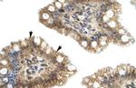 NUCB2 Antibody in Immunohistochemistry (IHC)