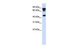 MAZ Antibody in Western Blot (WB)