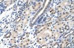 MSX2 Antibody in Immunohistochemistry (IHC)