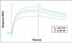 TEAD4 Antibody in Surface plasmon resonance (SPR)