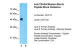 TEAD4 Antibody in Western Blot (WB)