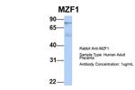 MZF1 Antibody in Western Blot (WB)