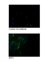 EDF1 Antibody in Immunocytochemistry (ICC/IF)