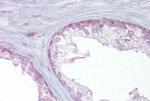 EDF1 Antibody in Immunohistochemistry (IHC)