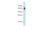 NRF1 Antibody in Western Blot (WB)