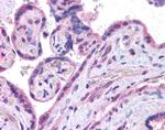 c-MAF Antibody in Immunohistochemistry (IHC)