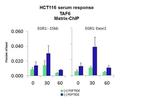 TAF6 Antibody in ChIP Assay (CHIP)