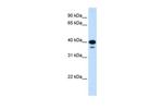 NFYC Antibody in Western Blot (WB)