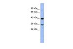 OLIG3 Antibody in Western Blot (WB)