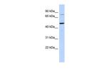 ZSCAN1 Antibody in Western Blot (WB)