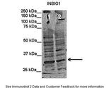 INSIG1 Antibody in Western Blot (WB)