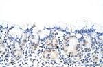 DAZ4 Antibody in Immunohistochemistry (Paraffin) (IHC (P))