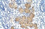 DAZ4 Antibody in Immunohistochemistry (Paraffin) (IHC (P))