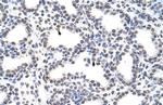 CARS Antibody in Immunohistochemistry (Paraffin) (IHC (P))