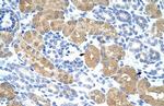 RAE1 Antibody in Immunohistochemistry (Paraffin) (IHC (P))