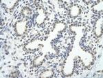 Cdc5L Antibody in Immunohistochemistry (Paraffin) (IHC (P))