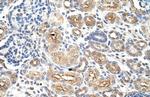 AUH Antibody in Immunohistochemistry (Paraffin) (IHC (P))