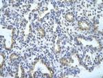 SFRS10 Antibody in Immunohistochemistry (Paraffin) (IHC (P))